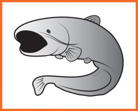 Delphin Silver Öntapadós Harcsás Matrica, Horgász Ajándék